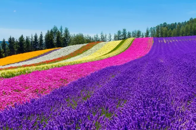 Furano & Biei private day tour: Choose your stops