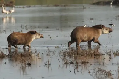 Faune du Chaco : Jaguars, pumas et tapirs en 3 jours
