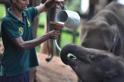 Tour privado de dia em Ella saindo de qualquer lugar do Sri Lanka