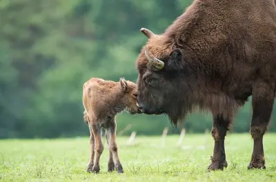 Parque nacional Bialowieza desde Varsovia: Ver bisontes europeos
