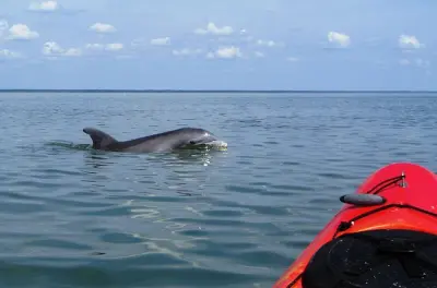 Kayaking in Cocoa Beach: Manatees and Dolphins