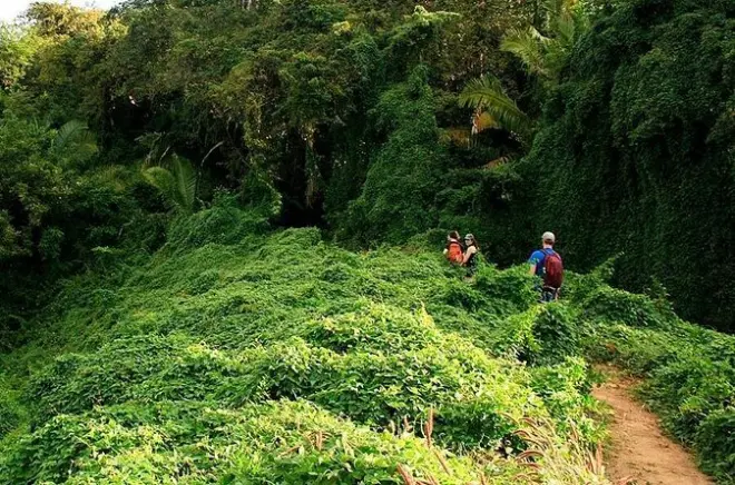 Dschungelwanderung Monkey Mountain Nordroute bei Sayulita