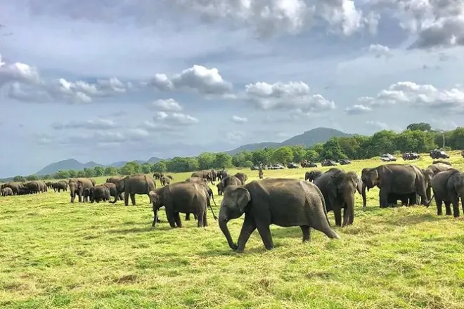Abendsafari Minneriya Nationalpark: Asiatische Elefanten beobachten