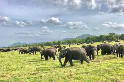 Abendsafari Minneriya Nationalpark: Asiatische Elefanten beobachten