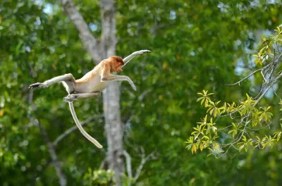 À Sandakan, observez orangs-outans, singes nasiques et ours malais