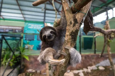 Float above panama’s rainforest by aerial tram, spot wildlife near the canal, and share a local lunch—includes hotel pickup and a friendly guide.