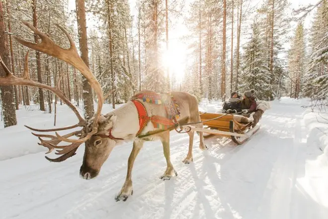 Lapland Reindeer Safari from Rovaniemi: 2-hour sled ride