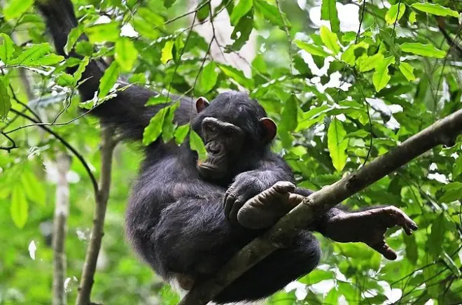 Rastreamento de chimpanzés na floresta Budongo: Guia particular