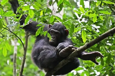 Chimpanzee Trekking in Budongo Forest: Private Guide