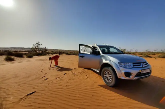 Fauna de Agadir e deserto do Saara: Souss Massa e Tiznit