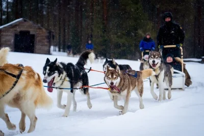 Sinta a emoção de guiar seu próprio trenó puxado por huskies pelas florestas nevadas da lapônia perto de rovaniemi, e depois aqueça-se com um churrasco ao redor da fogueira. inclui transporte e 