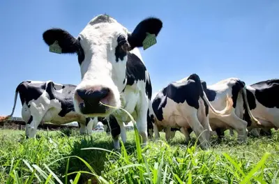 Farm tour Terceira: Milk, cheese & lunch with wine