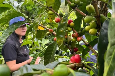Mindo Coffee and Cacao Tasting from Quito: Learn Chocolate Making