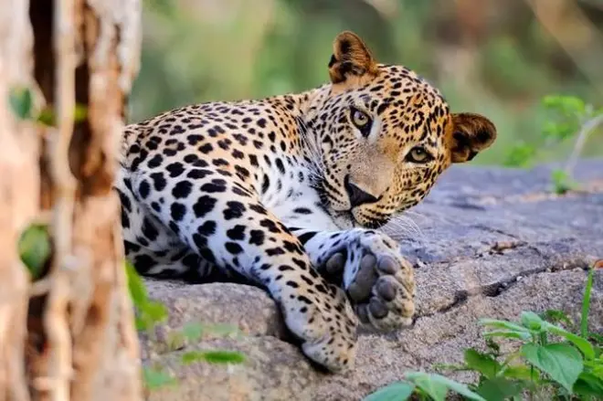 Safari parc national de Yala : Excursion privée en jeep