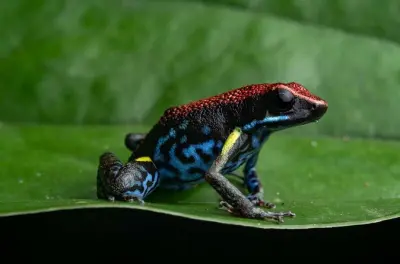 Tour nocturno en Parque Nacional Kubah para ver más de 60 ranas
