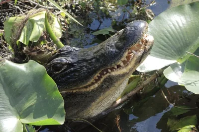 Explore os everglades em um passeio privado de airboat com um capitão naturalista. navegue pelos pântanos, veja jacarés e aves, com fones de ouvido e água gelada inclusos.