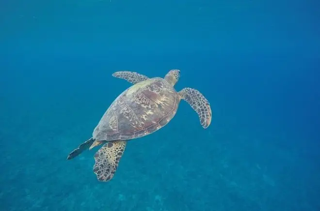 Snorkeling in Port Vila: Turtle Encounter at Nemo City