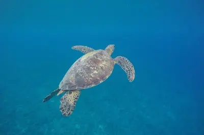 Snorkeling à Port Vila : Rencontre avec les tortues à Nemo City