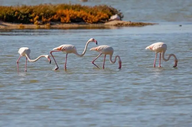Laguna de Narte e Dunas de Akerni: Observação de flamingos