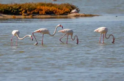 Narte Lagoon & Akerni Dunes Birdwatching Tour: Flamingos