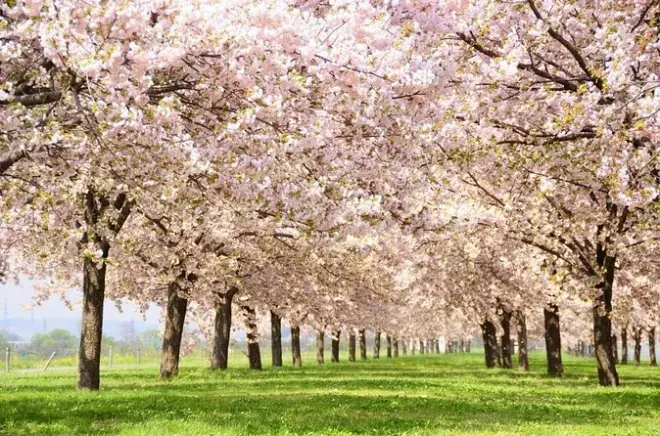 Cerezos en flor y monos de nieve en Nagano: Tour guiado de 1 día