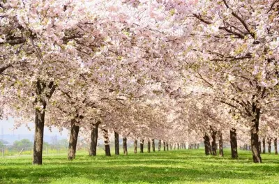 Nagano Kirschblüten & Schneeaffen: Geführte Tagestour