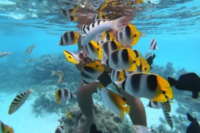 Nagez avec des requins pointe noire, des raies et des poissons colorés dans le lagon de moorea. transfert hôtel, guide local, équipement de snorkeling et pause fruits frais inclus.
