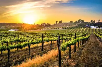 Tour de vinos de San Diego a Temecula: Old Town y bodegas