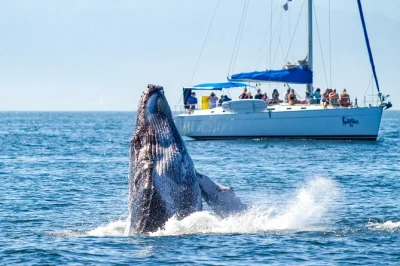 Feel the ocean breeze on a luxury sailing tour in puerto vallarta, with premium open bar, deli lunch, and snorkeling in banderas bay—includes crew service.