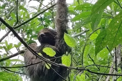 Sources chaudes et paresseux à Tamarindo, visite privée avec déjeuner