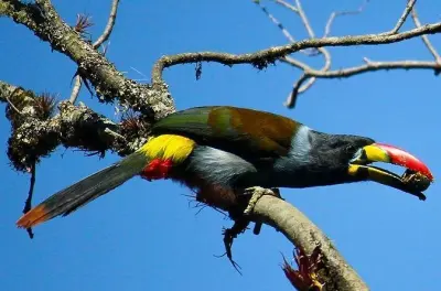 Observation des oiseaux au parc national de Cajas depuis Cuenca