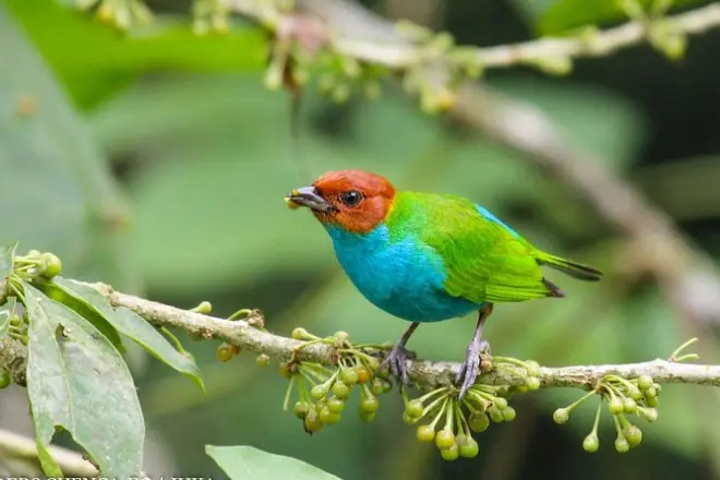 Birdwatching al parco Cajas e foresta Tamarindo da Cuenca