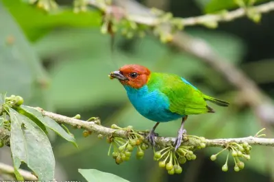 Vogelbeobachtungstour: Cajas Park & Tamarindo Wald ab Cuenca