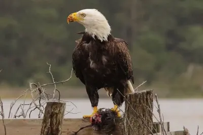 Chincoteague Birdwatching Boat Tour: Remote Marshland Access