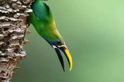 Siente la niebla del bosque nuboso de monteverde con un guía local que te llevará a descubrir aves raras, mamíferos escondidos y jardines de colibríes. entrada y telescopio hd incluidos.