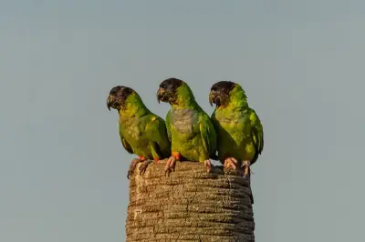 Tour birdwatching vicino ad Asunción: 70–100 specie nel Chaco