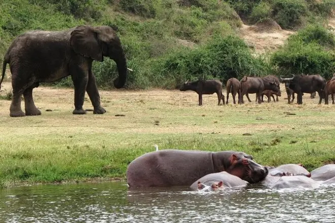 2-tägige Queen Elizabeth Safari mit Kazinga Channel Bootsfahrt