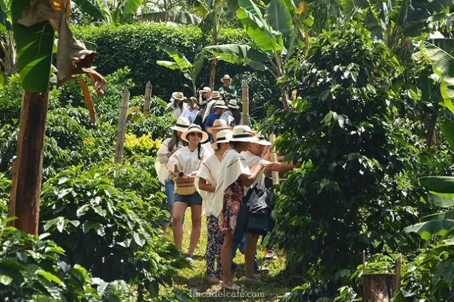 Kaffeetour in Medellin: Bohnen pflücken & vier Sorten probieren
