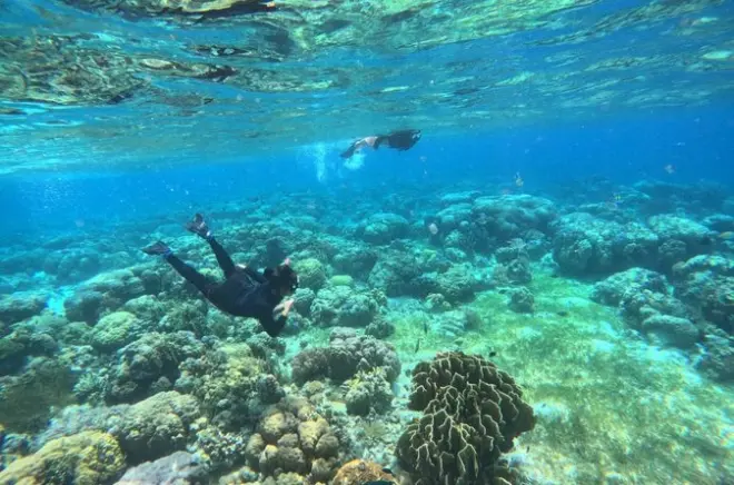 Snorkeling at Nalusuan Island: Marine Sanctuary Reef