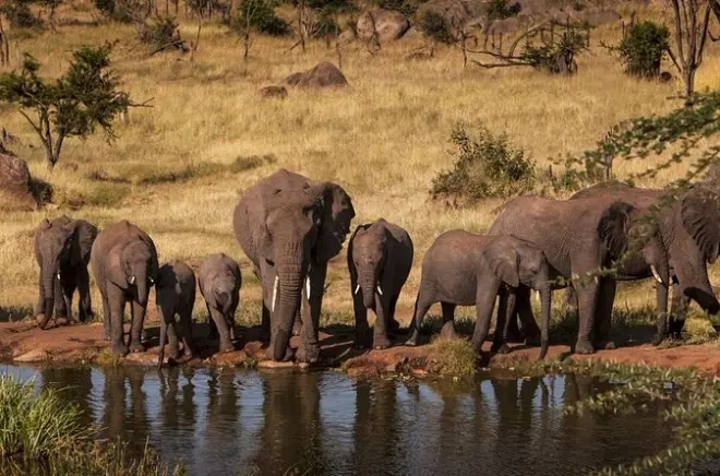 Safari 2 días: Parque Tarangire y cráter Ngorongoro