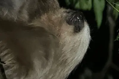 Paseo nocturno en Monteverde: Avistamiento cercano de fauna nocturna