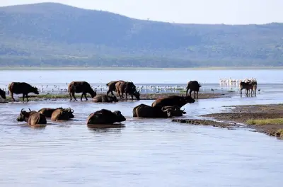 2-Tage-Tour Lake Nakuru & Hell's Gate ab Nairobi: Privater Guide