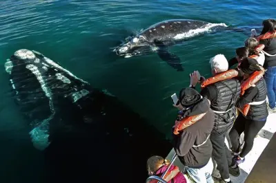 Avistamiento de ballenas en Península Valdés desde Puerto Madryn