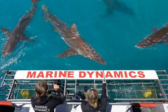 Haikäfigtauchen ab Hermanus: Mit Haien im Wasser
