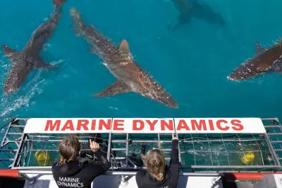 Da Hermanus immersione in gabbia per nuotare con gli squali