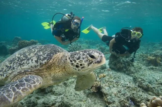 Rincón Shore Dive: No Boat, Expert Guides