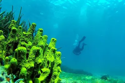 Plongée à Halkidiki : 2 plongées avec guide et transfert hôtel