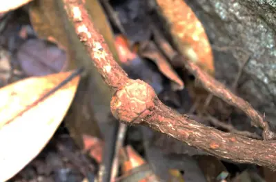 Gunung Gading: Caminata por la selva para ver la flor rara Rafflesia