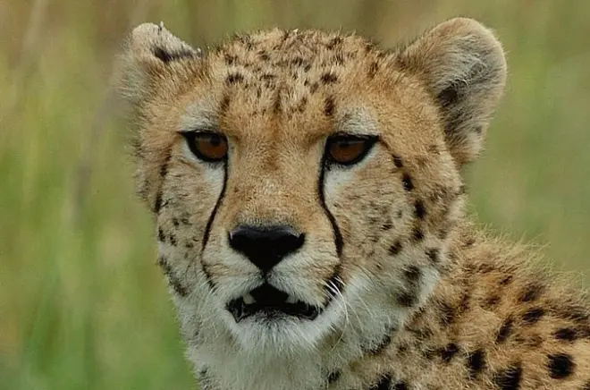 Centre Ann Van Dyk Cheetah : Programmes d’élevage