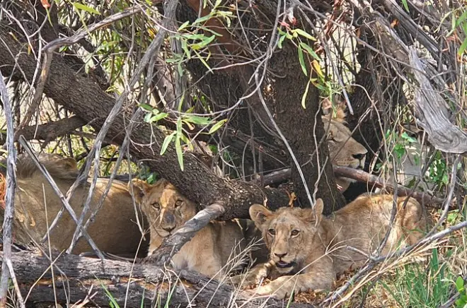 Ganztägige Safari ab Johannesburg: Pilanesberg-Naturreservat